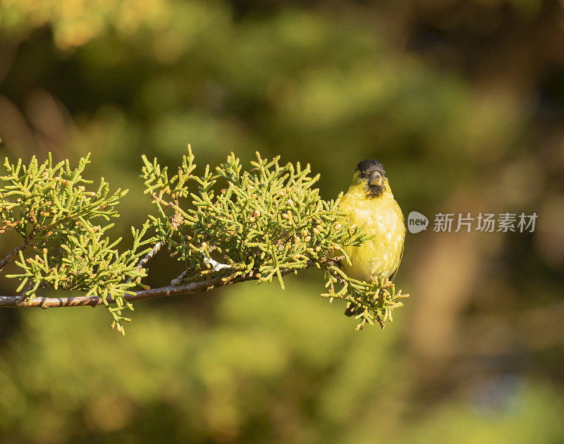 黑下巴Siskin, Spinus barbatus，福克兰群岛